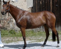 broodmare Helen Hill (Sachse, 2000, from Heraldik xx)