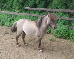 Deckhengst Charming (Shetland Pony (unter 87 cm), 2014, von Carlos van de Laarhoeve)