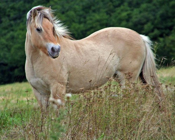 broodmare Daggy (Fjord Horse, 1986, from Draubach)