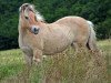 broodmare Daggy (Fjord Horse, 1986, from Draubach)