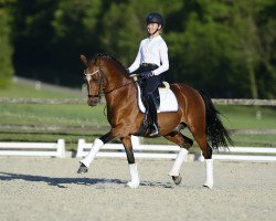 stallion Dark Delight B (German Riding Pony, 2013, from Helios B)