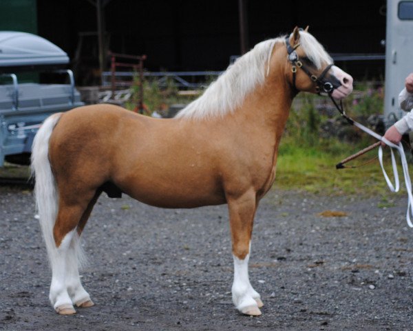 stallion Churchwood Troy (Welsh mountain pony (SEK.A), 2005, from Llwynan Llewelyn)