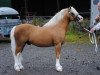 Deckhengst Churchwood Troy (Welsh Mountain Pony (Sek.A), 2005, von Llwynan Llewelyn)