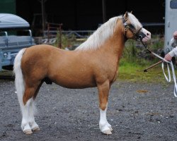 Deckhengst Churchwood Troy (Welsh Mountain Pony (Sek.A), 2005, von Llwynan Llewelyn)