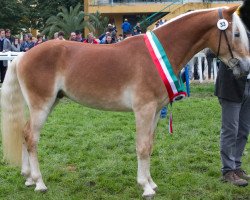 stallion Weltherr-W-R (Haflinger, 2011, from Wintersturm)