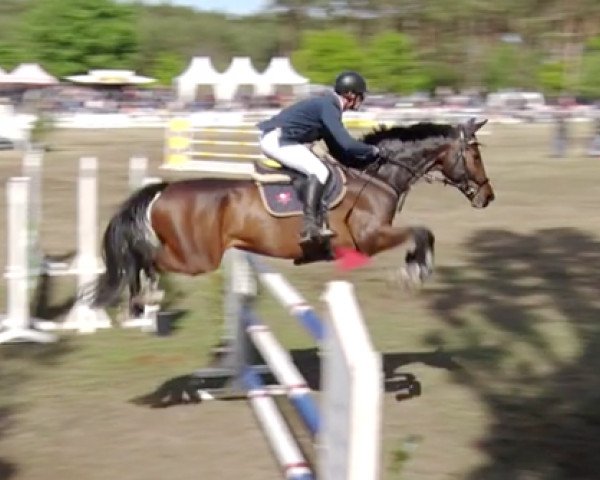 jumper DSP Corbain (German Sport Horse, 2008, from Con Sherry)