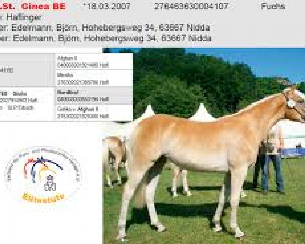 broodmare Ginea BE (Haflinger, 2007, from Antinor)