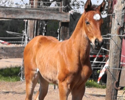 broodmare Filia (Oldenburg show jumper, 2020, from For The Future)