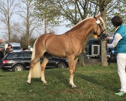 stallion Wapensiero BE (Haflinger, 2016, from Wintersturm)