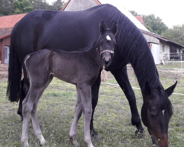 stallion Rohjuwels Lovely (Westphalian, 2020, from Rohjuwel OLD)