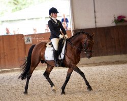 dressage horse Don Fabio (German Riding Pony, 2008, from FS Don't Worry)