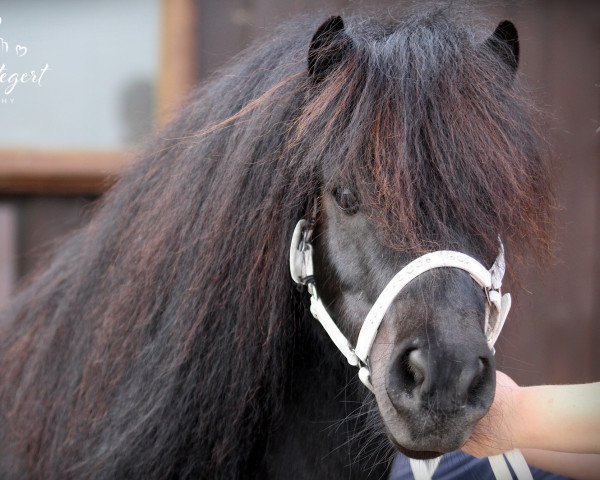 Zuchtstute StPrSt Pr*** Gentlelike Delilah (Shetland Pony, 2014, von Amigo v.d. Garderenshof)