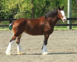 horse Maple Winds-N-Colonel's Lacey Dancer (Clydesdale, 2002, from Solomon's Colonel)