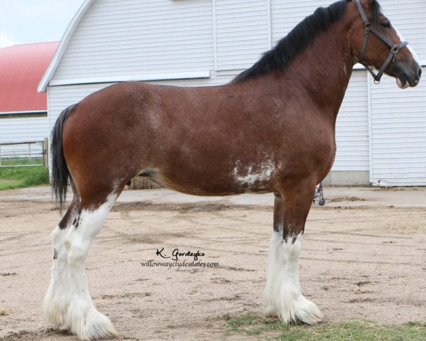 broodmare Maple View Lexi (Clydesdale, 2004, from Greendykes Sunset)