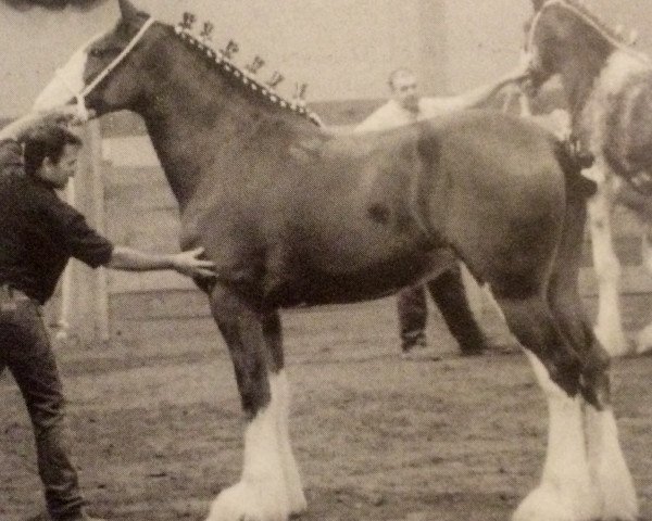 Zuchtstute Maple Stone Verna Rianne (Clydesdale, 2003, von Solomon's Beaureguard)