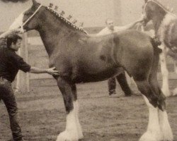 broodmare Maple Stone Verna Rianne (Clydesdale, 2003, from Solomon's Beaureguard)