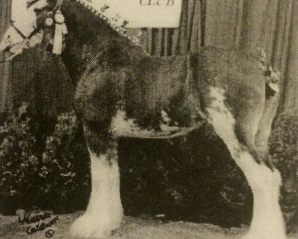 horse Maple Stone Verna Rose (Clydesdale, 1998, from Doura Sensation)