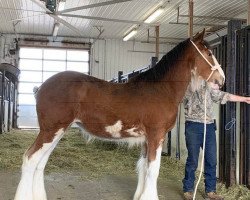 Pferd Karvelton Tasty (Clydesdale, 2019, von Schuler Farms Striker's Saint Michael)