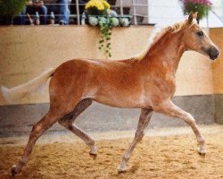 Dressurpferd Gadicè BE (Haflinger, 2013, von Staniero BE)