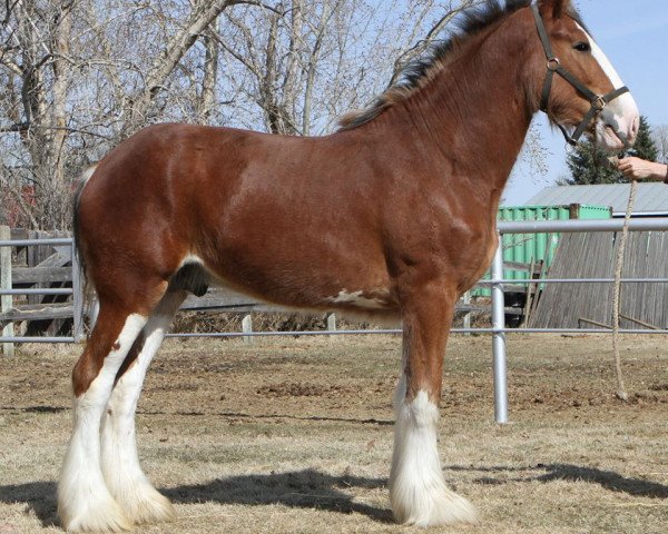 horse Hill Topper Above's Ned (Clydesdale, 2018, from Doura Above All)