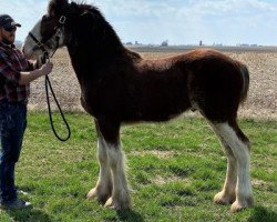 Pferd Cracker Jack's Hamish of Galloglas (Clydesdale, 2019, von Tablerock's Cracker Jack)