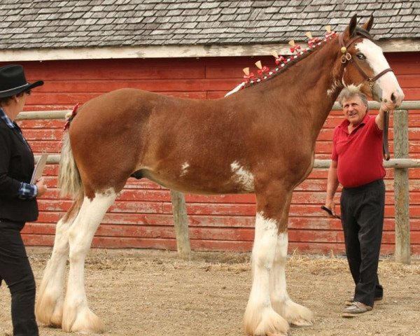 horse Clydesdale Creek's Wellington (Clydesdale, 2017, from Boltonia Phoenix Zeus)