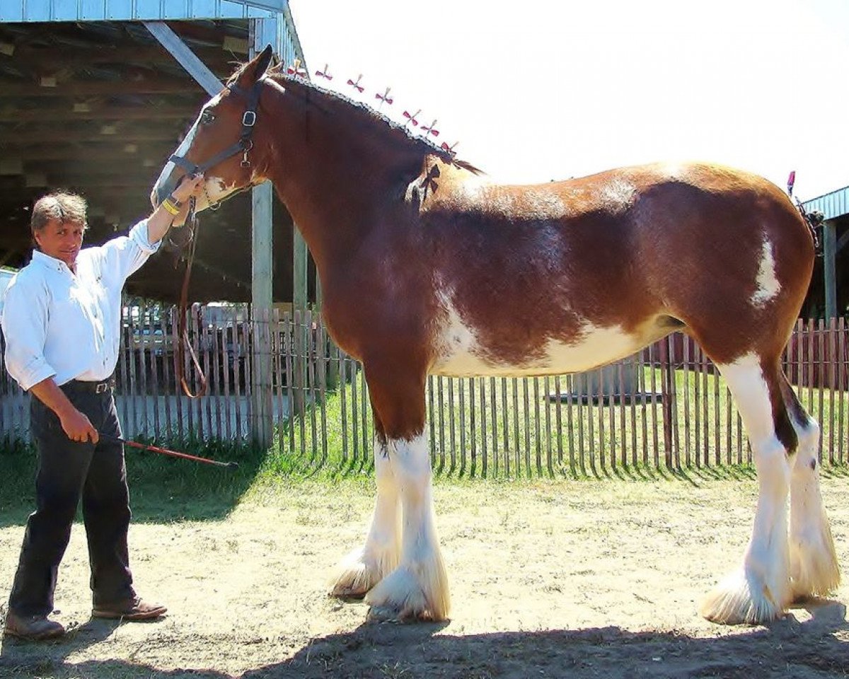 Zuchtstute Clydesdale Creek's Lucky Charm (Clydesdale, 2003, von North Country Major)