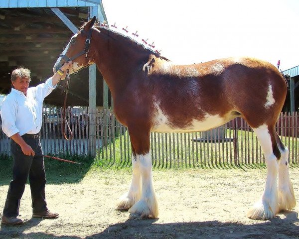 broodmare Clydesdale Creek's Lucky Charm (Clydesdale, 2003, from North Country Major)