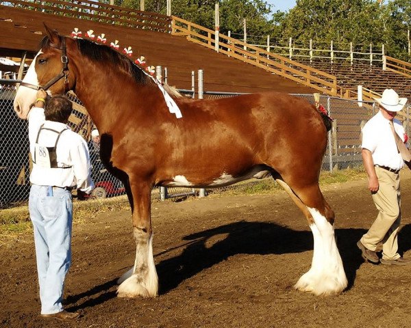 Pferd Clydesdale Creek's Bucky (Clydesdale, 2004, von North Country Major)