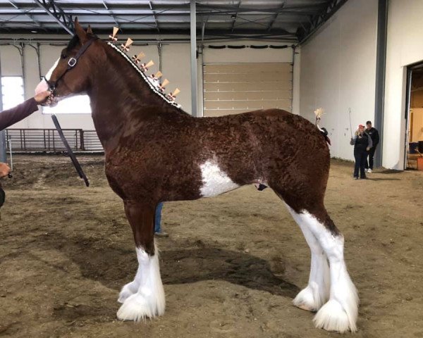 horse Calico Ozone (Clydesdale, 2017, from Calico Iggy)