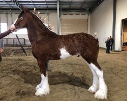 Pferd Calico Ozone (Clydesdale, 2017, von Calico Iggy)