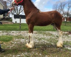 horse Bri-Mar BHQ Ian (Clydesdale, 2019, from Brunt-Hill Quade)