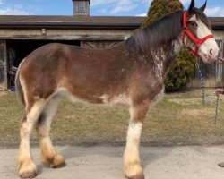 horse Bohl's Grace (Clydesdale, 2012, from Donegal Liberty Bell)