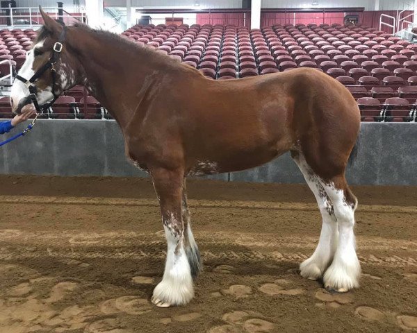 Pferd Blue's Spirit Sweet Mercy (Clydesdale, 2015, von Blue's Spirit Sugar Ray)