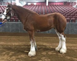 horse Blue's Spirit Sweet Mercy (Clydesdale, 2015, from Blue's Spirit Sugar Ray)