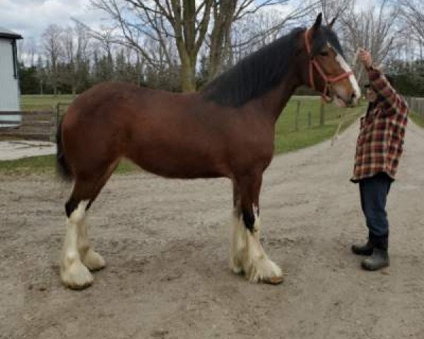 horse Baird's Maitland River Lexi (Clydesdale, 2017, from Willow Way Keenan)