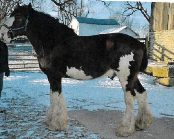 Deckhengst Blue's Spirit Sugar Ray (Clydesdale, 2012, von 2S Above's Highland Hallmark)