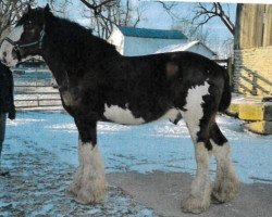 Deckhengst Blue's Spirit Sugar Ray (Clydesdale, 2012, von 2S Above's Highland Hallmark)