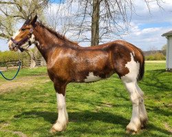 Pferd Blue's Spirit Leona (Clydesdale, 2017, von Blue's Spirit Sugar Ray)