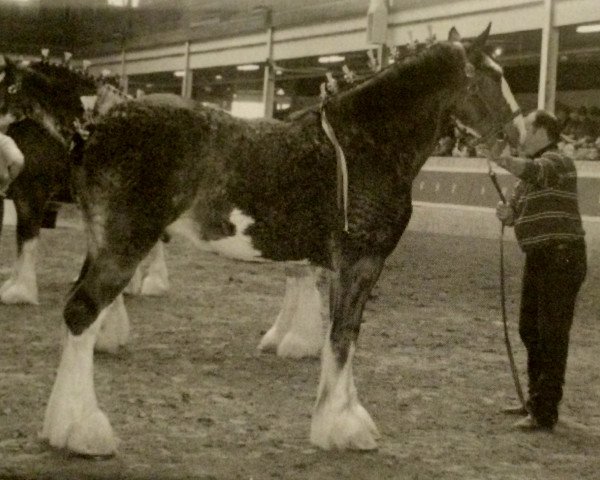 Deckhengst Westedge Solomon's Niatros (Clydesdale, 2003, von Solomon's Admiral)