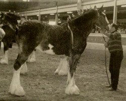 Deckhengst Westedge Solomon's Niatros (Clydesdale, 2003, von Solomon's Admiral)