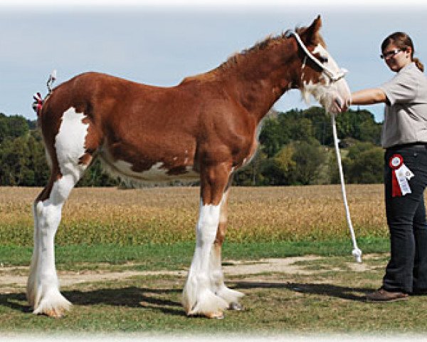 Pferd Maple Stone OGL Nisha (Clydesdale, 2010, von Old Greenlaw Lochy)