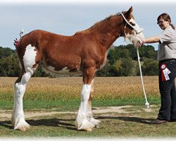 Pferd Maple Stone OGL Nisha (Clydesdale, 2010, von Old Greenlaw Lochy)