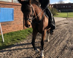 horse Lexon F.W. (German Warmblood, 2003, from Lesotho)