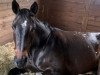 broodmare Revita Belu (Oldenburg show jumper, 2008, from El Bundy)