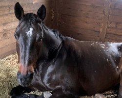 broodmare Revita Belu (Oldenburg show jumper, 2008, from El Bundy)