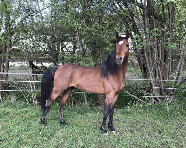 Pferd Sahim (Vollblutaraber, 2016, von KP Al Nahim EAO)