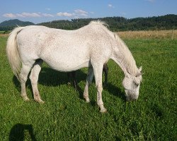 broodmare Meine Myrthe (Holsteiner, 1997, from Calgary)