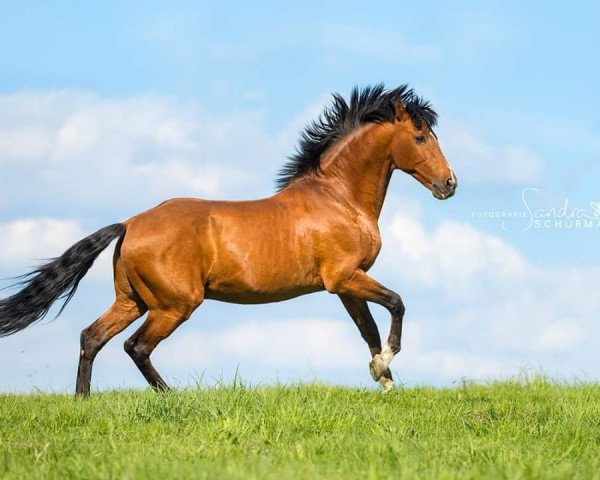 Deckhengst Habanero CXXV (Pura Raza Espanola (PRE), 2002, von Ingenioso XI)