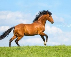 Pferd Habanero CXXV (Pura Raza Espanola (PRE), 2002, von Ingenioso XI)